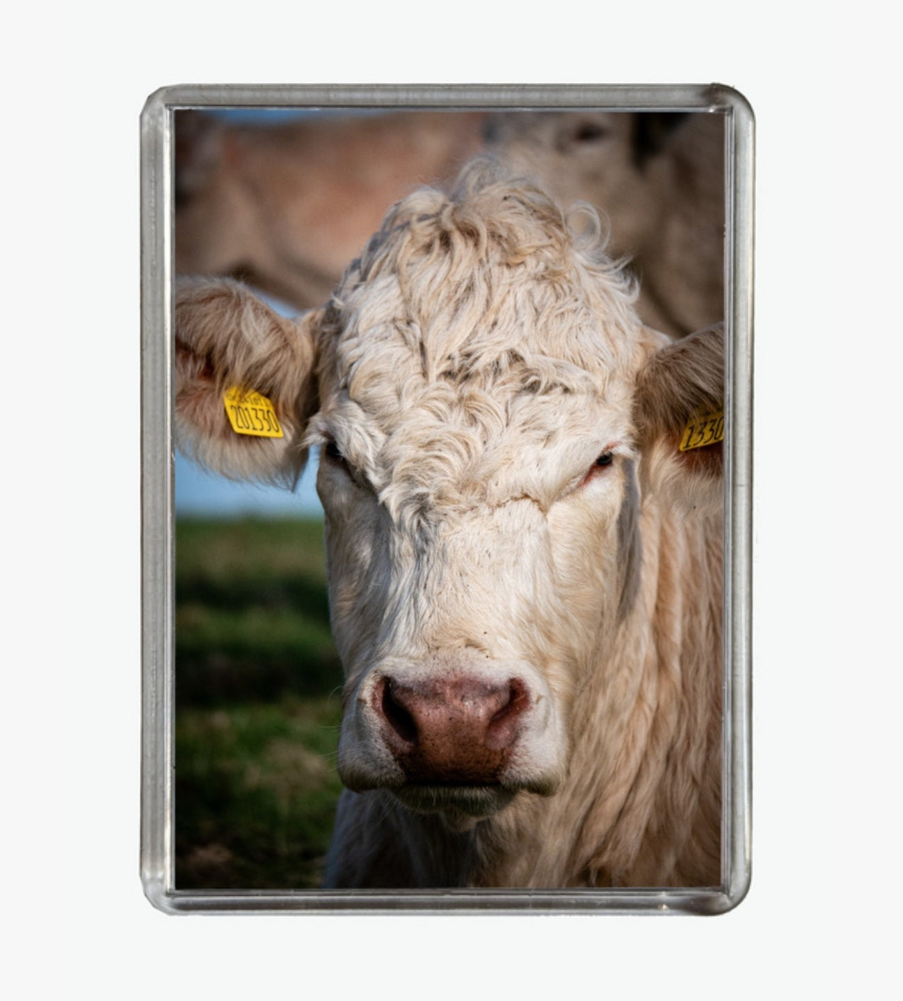 'The Look', Tennyson Down