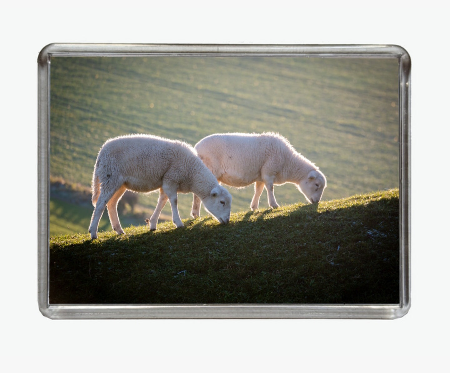 Sheep of Shorwell