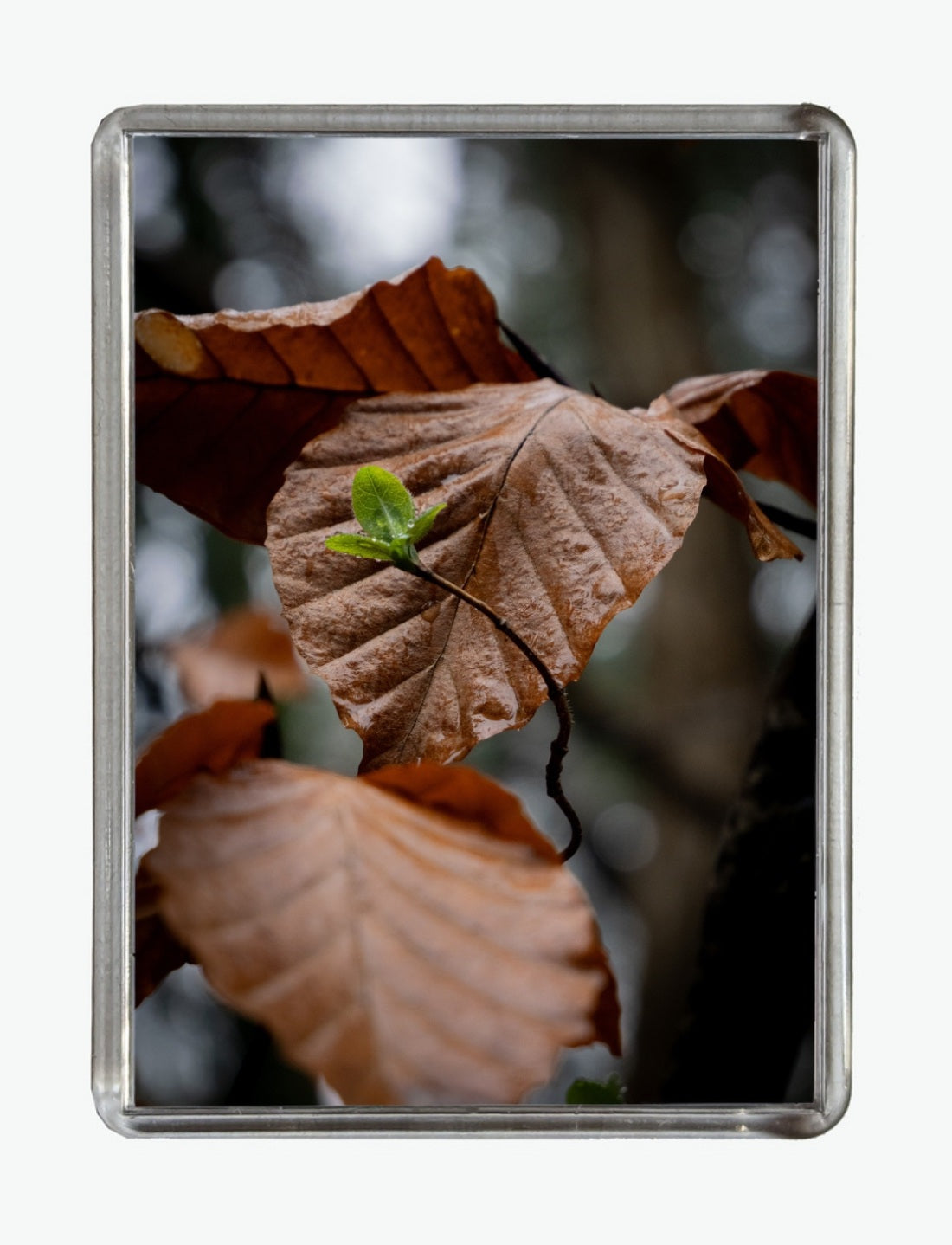 New Life - Firestone Copse Fine Art Print