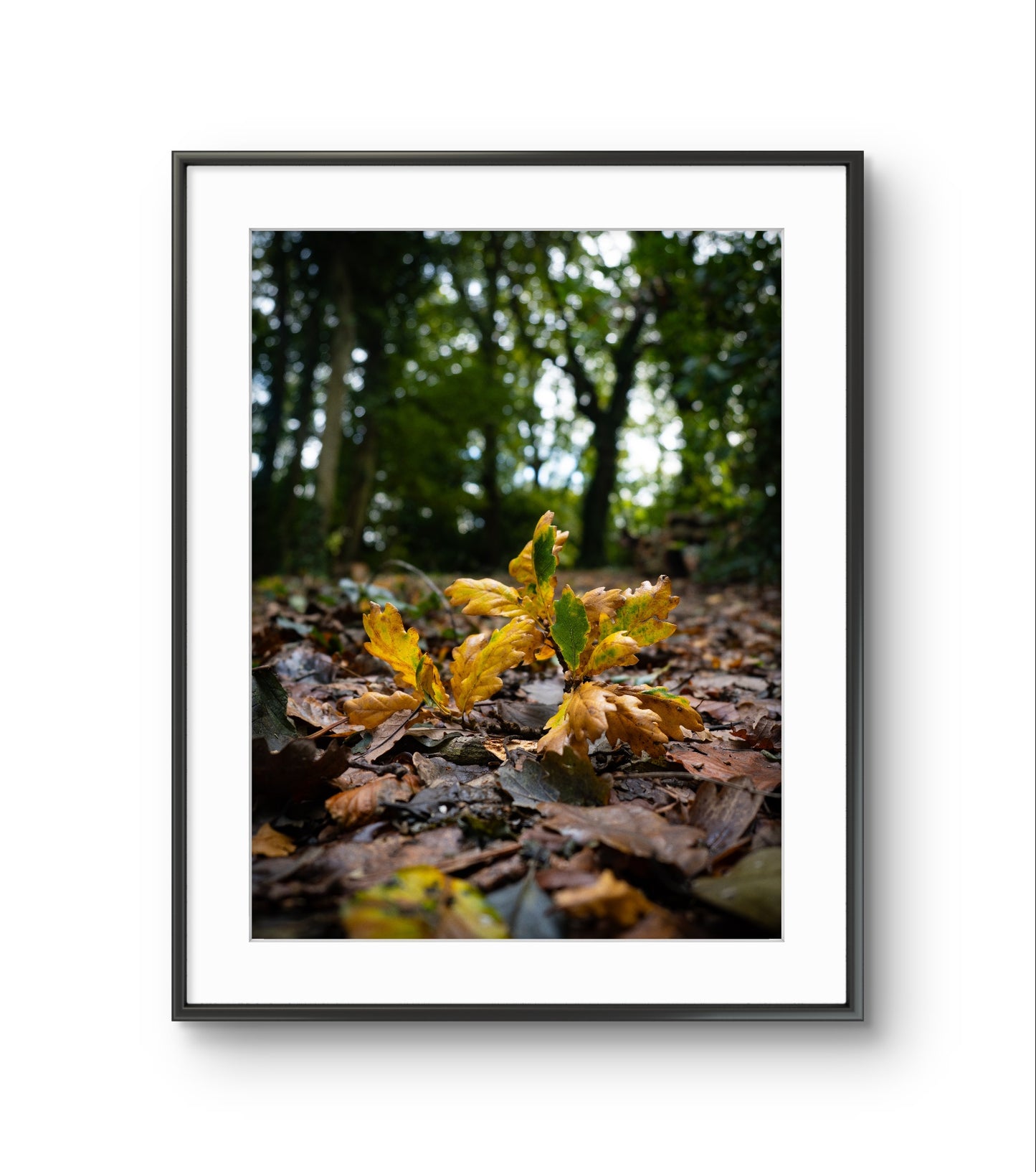Morning Light on Sibden Hill, Shanklin - Fine Art Print