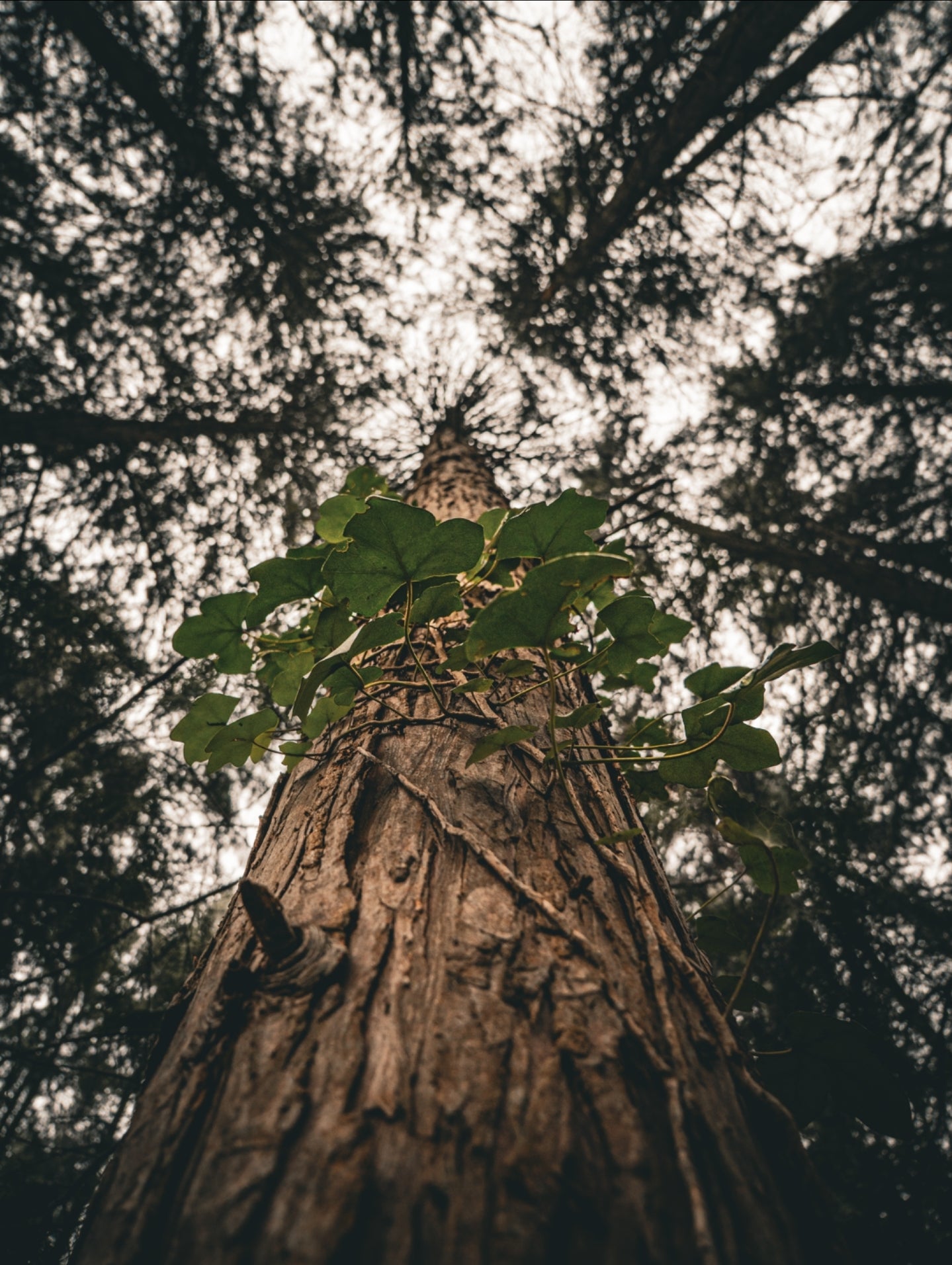 Firestone Copse