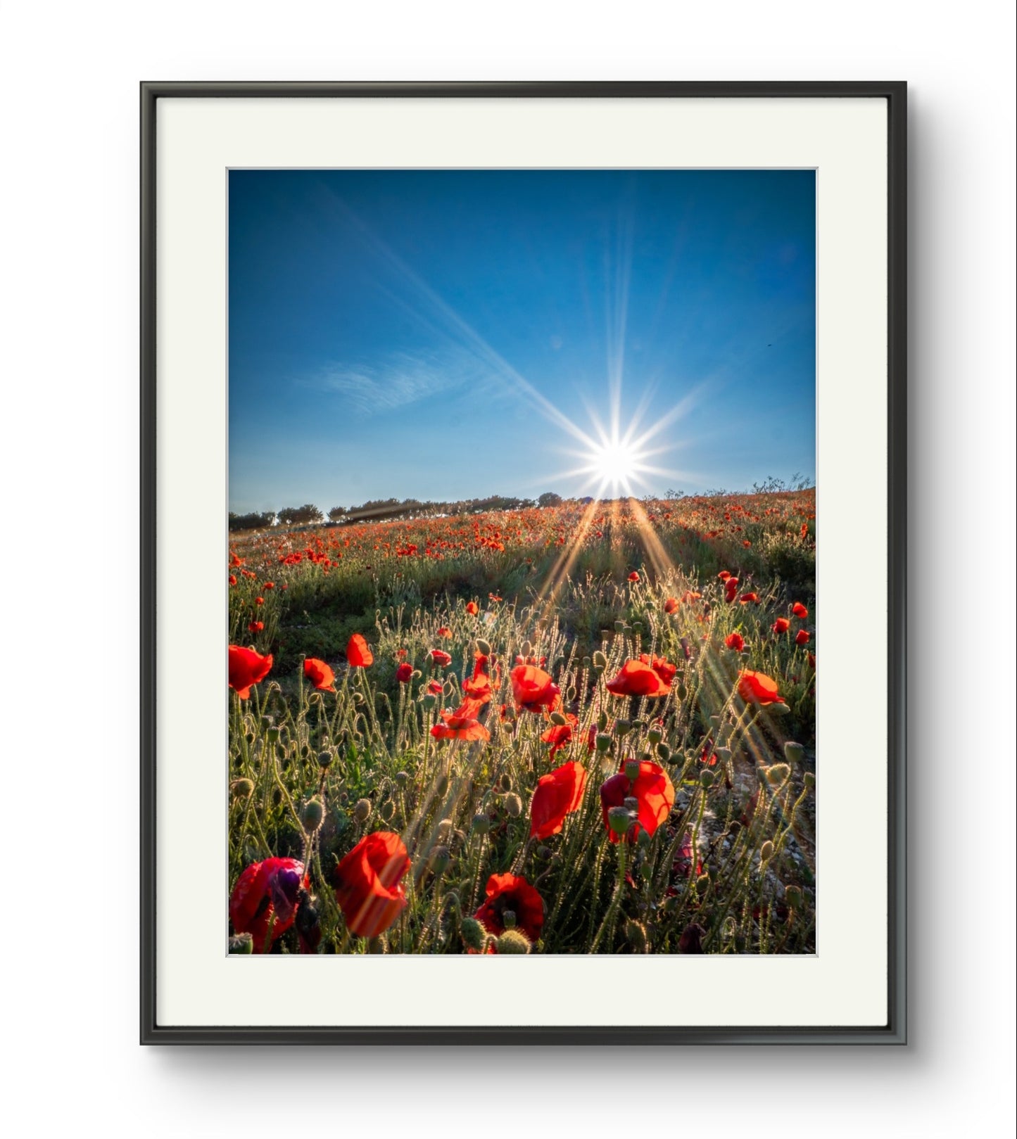 Radiance in Red – Carisbrooke, Isle of Wight