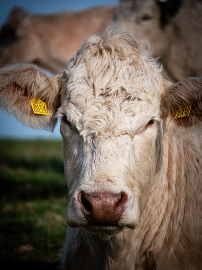 'The Look',  Tennyson Down