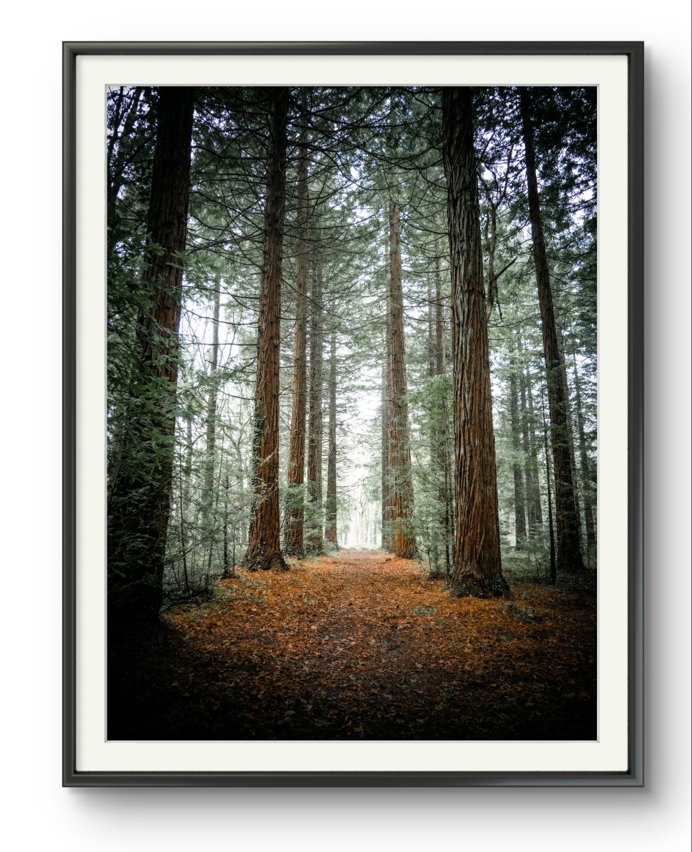 Firestone Copse
