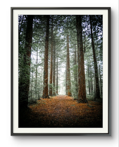 Firestone Copse