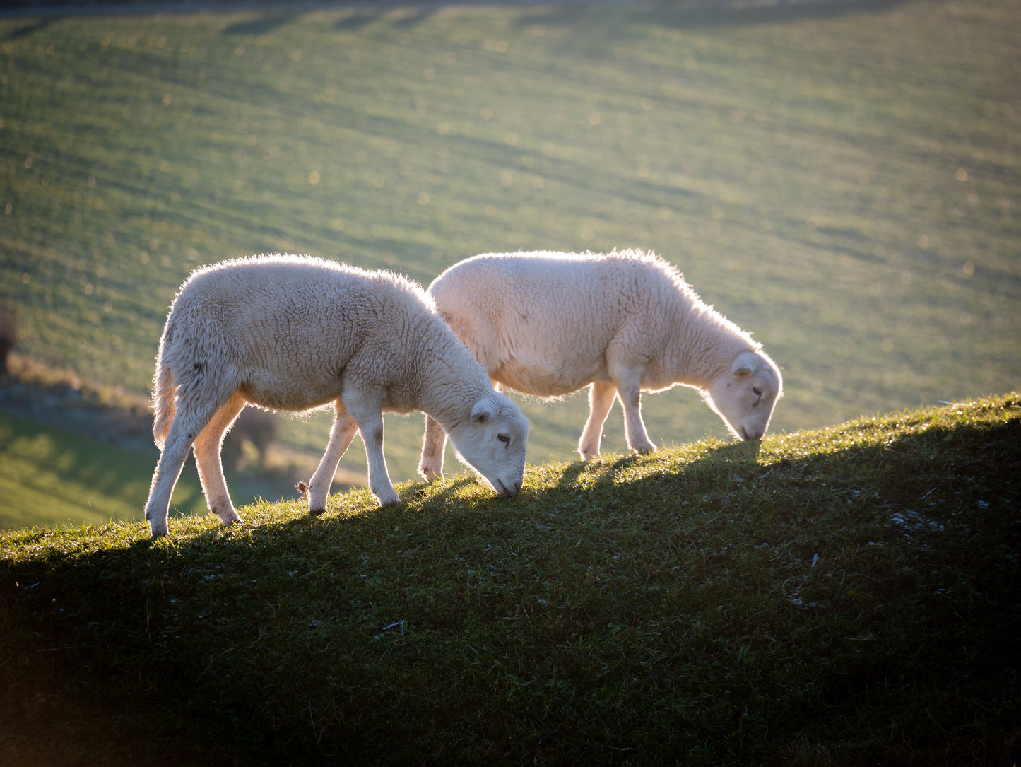 Sheep of Shorwell
