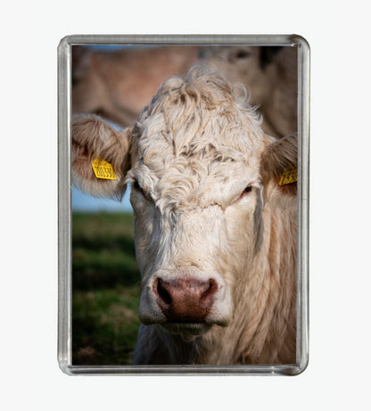 'The Look',  Tennyson Down