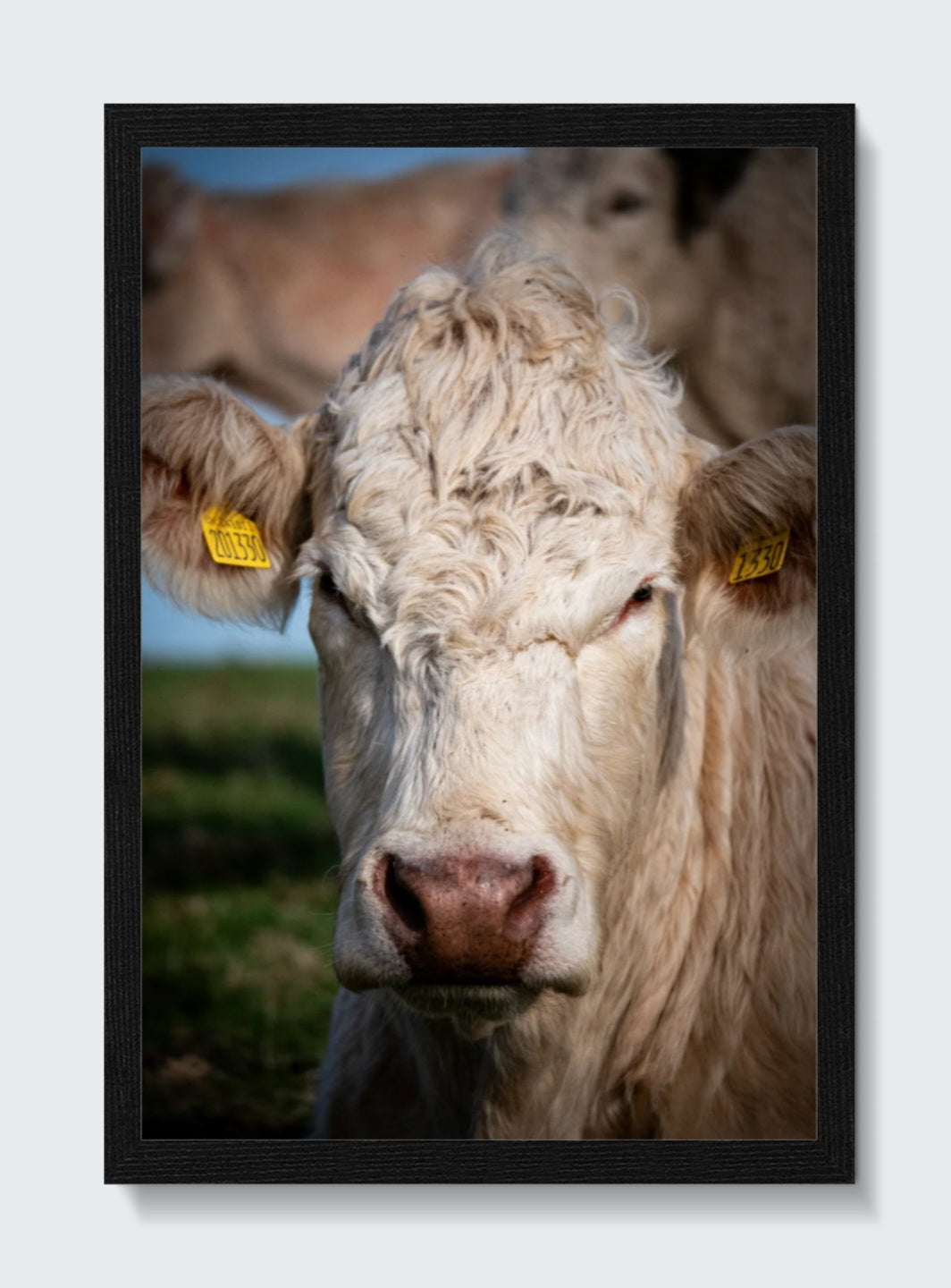'The Look',  Tennyson Down