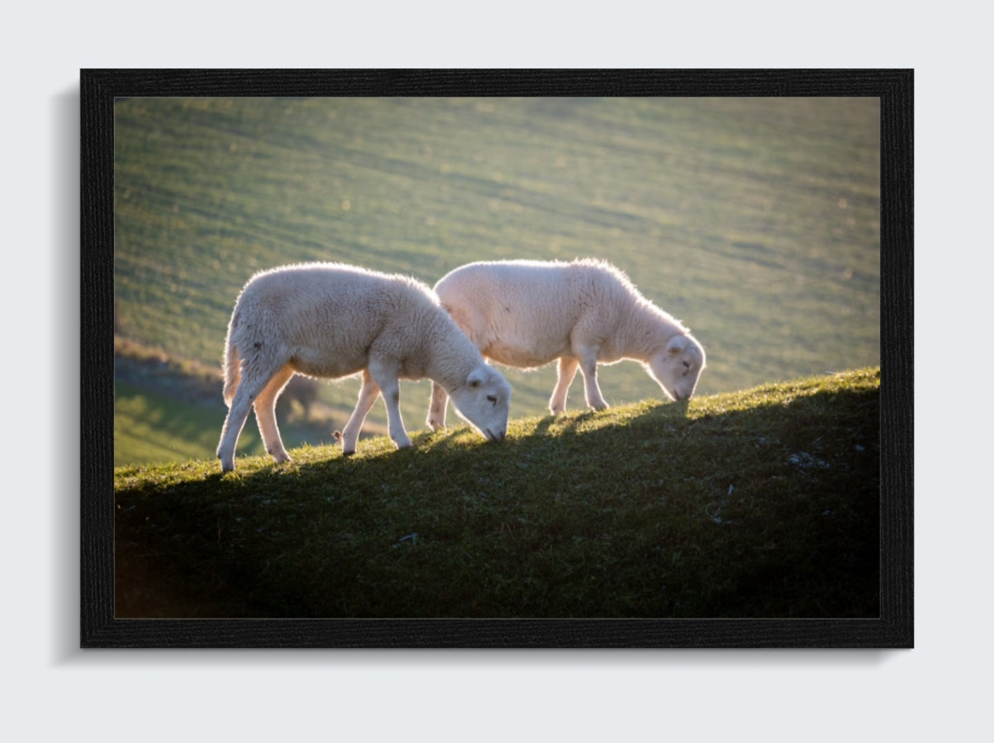 Sheep of Shorwell
