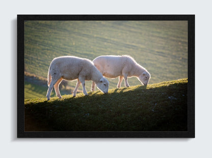 Sheep of Shorwell