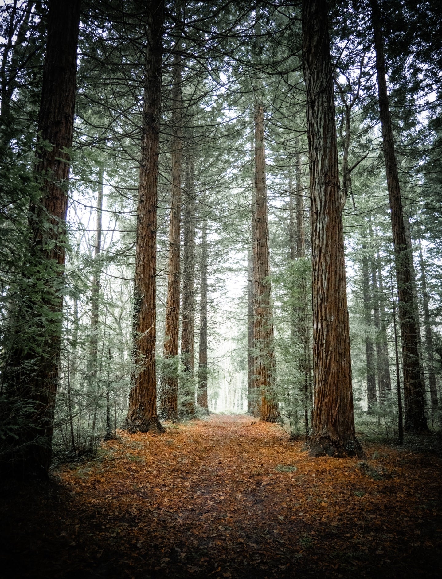 Firestone Copse