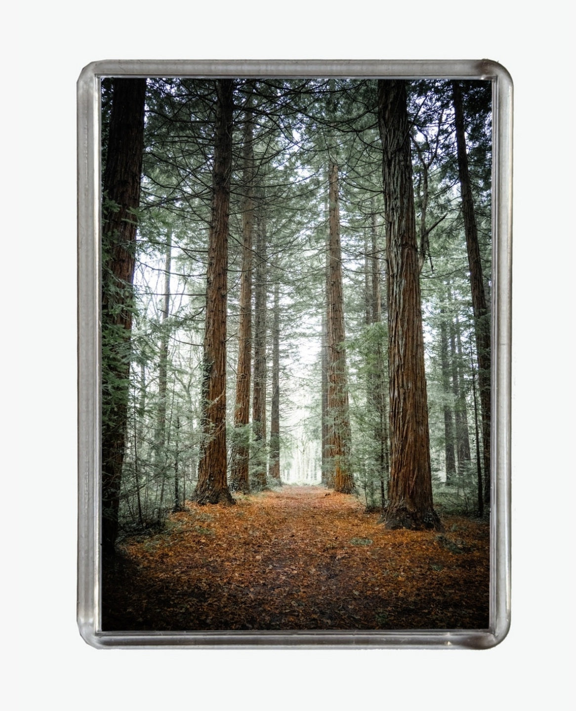 Firestone Copse