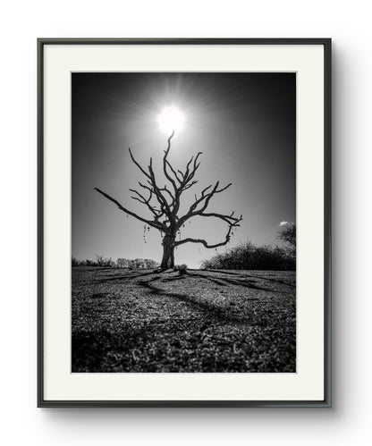 The Wishing Tree - The Duver, St Helens