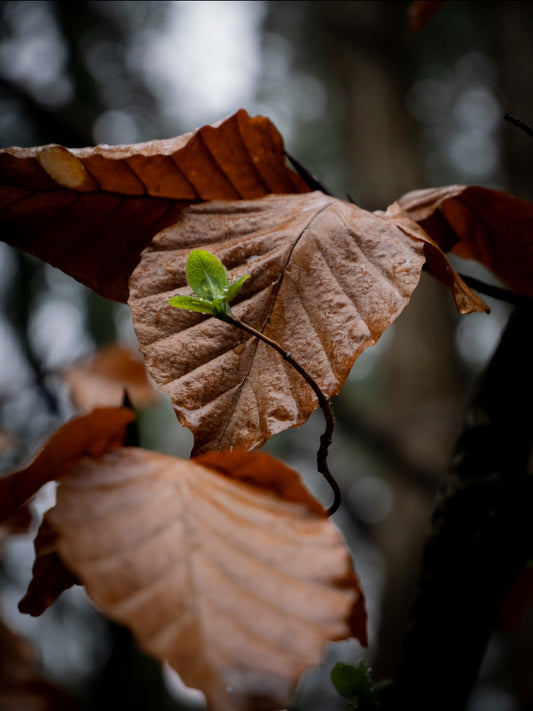 New Life - Firestone Copse