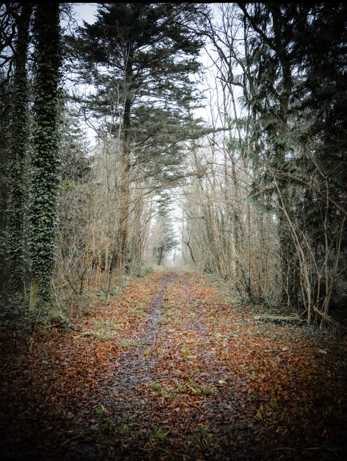 Firestone Copse