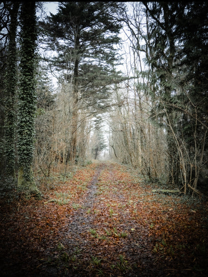 Firestone Copse