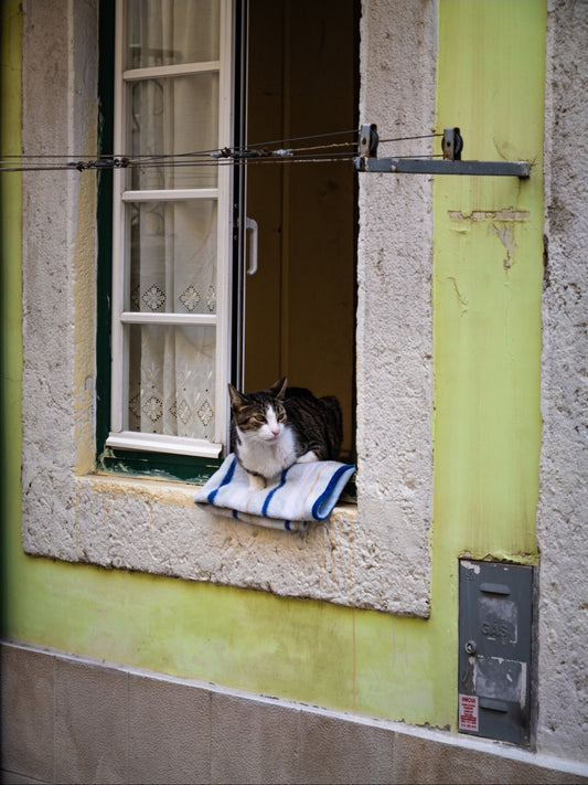 "Streetside Serenity" - The Lisbon Cat