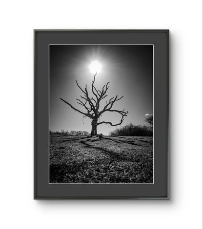 The Wishing Tree - The Duver, St Helens