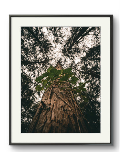 Firestone Copse
