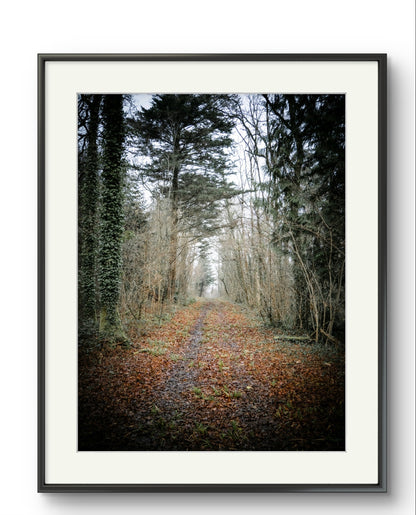 Firestone Copse