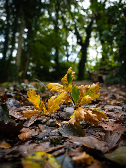 Morning Light on Sibden Hill, Shanklin - Fine Art Print