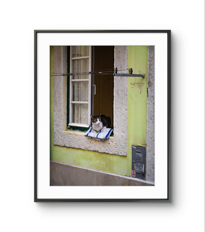 "Streetside Serenity" - The Lisbon Cat