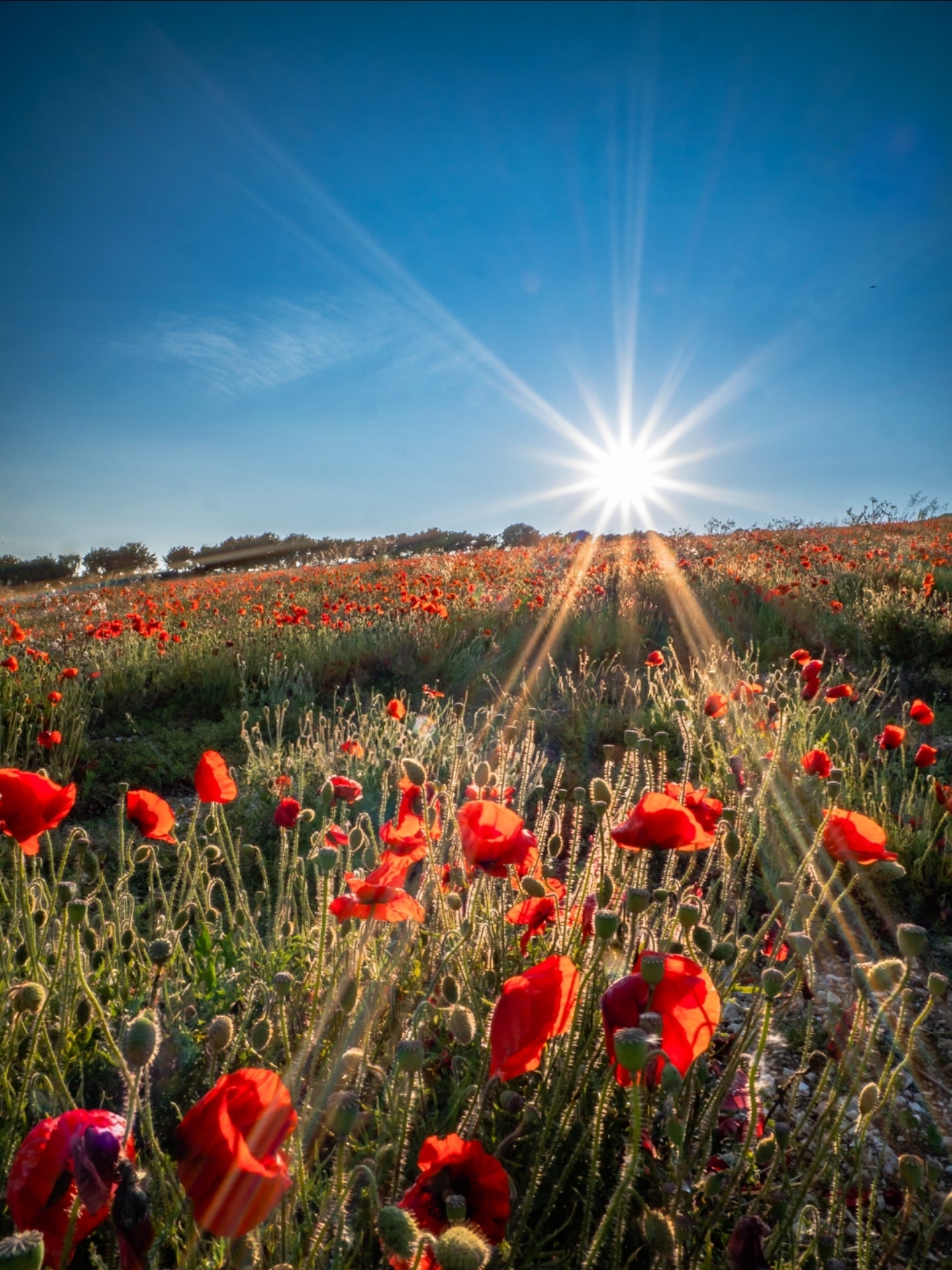 Radiance in Red – Carisbrooke, Isle of Wight