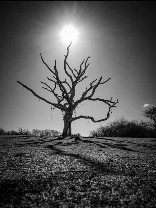 The Wishing Tree - The Duver, St Helens